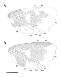 Figure 3. Undulopsychopsis alexi gen. et sp. n. The forewing venation of the holotype CYNB044. A left forewing (converted to the right) B right forewing. Scale bar = 5 mm.