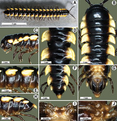 Figure 106. Orthomorpha similanensis sp. n., ♂ holotype. A habitus, live coloration B, C anterior part of body, dorsal and lateral views, respectively D, E segments 10 and 11, dorsal and lateral views, respectively F, G, H posterior part of body, dorsal, ventral and lateral views, respectively I, J sternal cones between coxae 4, subcaudal and sublateral views, respectively.