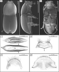 Figures 14–20. Ceracis navarretei Antunes-Carvalho & Lopes-Andrade, sp. n., SEM of male topotypes (14–16) and slide preparations of male terminalia of topotypes (17–20). 14 Dorsal view 15 Lateral view 16 Ventral view, showing the circular margined sex patch at the first abdominal ventrite (arrow) 17 Above, aedeagus showing penis (pen) and tegmen (teg). Below, a tegmen alone. Arrows indicate the angulation point from which the sides of tegmen converge in straight line toward the apex 18 Eighth sternite, showing the anterior margin weakly produced at middle (arrow) 19 Eighth tergite 20 Fused ninth and tenth tergites.