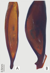 Figure 20. Male aedeagus, dorsal view of blade A Abacoleptus curtus B Abacoleptus carinatus.