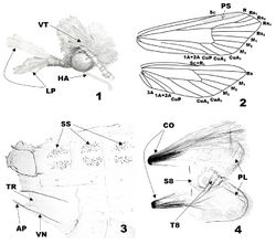 Figures 1–4. Generic characteristics of Eucalantica. 1 head of Eucalantica polita (lateral view) 2 wing venation of Eucalantica polita (gray shade – pterostigma) 3 abdominal segment II-IV of Eucalantica costaricae sp. n. 4 abdominal segment VIII of Eucalantica costaricae sp. n. Abbreviations: AP = apodeme; CO = coremata; LP = labial palpus; HA = haustellum; PL = pleural lobe; PS = pterostigma; S8 = eighth sternite; SS = spiniform setae; T8 = eighth tergite; TR = transverse ridge; VN = venula.