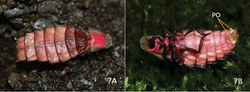 Figure 7. Photos of female of Pyrocoelia prolongata Jeng & Lai A Dorsal aspect B Ventrolateral oblique aspect. Note the pink and bronze luster on the dorsum as well as the distinct photogenic organs (PO) on the venter.