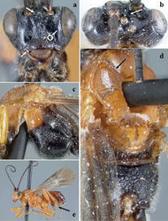 Figure 8. Crassomicrodus melanopleurus. Female a anterior view of head, arrows indicate a median pyramidal-shaped elevation with two weakly defined tubercles ventrolateral margin of clypeus, and tentorial pit b dorsal view of head, arrow indicates frons excavated with a pair of microfoveolate grooves c lateral view of mesosoma d dorsal view of mesosoma, arrow indicates impressed notauli e female habitus, arrow indicates inner spur of hind tibia.