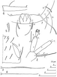 Figures 1–7. Kionopauropus alyeskaensis sp. n., holotype ad. 9 (♀) 1 head, median and right part, tergal view 2 right antenna, inner view 3 T3 4 T5 5 seta on trochanter of leg 9 6 tarsus of leg 9 7 pygidium, sternal view. Scale bars: a: 4; b: 1, 3, 6; c: 2; d: 5; e: 7.