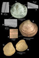 Thumbnail for version as of 17:41, 28 June 2011
