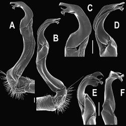 Figure 77. Orthomorpha subkarschi Golovatch, 1998, ♂ from Khiri Rom Temple. A, B right gonopod, mesal and lateral views, respectively C-F distal part of right gonopod, mesal, lateral, subcaudal and suboral views, respectively. Scale bar: 0.2 mm.