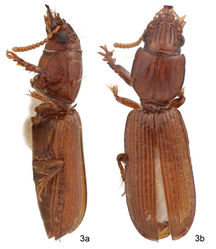 Figure 3. Color image, showing habitus of Halocoryza whiteheadiana sp. n., 3a, left lateral aspect, 3b, dorsal aspect, ABL = 2.9mm; Holotype: Isla Del Carmen, BJ, México.