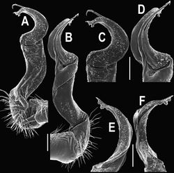 Figure 23. Orthomorpha subtuberculifera sp. n., ♂ paratype. A, B right gonopod, mesal and lateral views, respectively C-F distal part of right gonopod, mesal, lateral, subcaudal and suboral views, respectively. Scale bar: 0.2 mm.