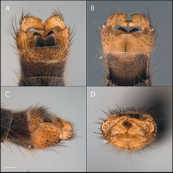 Figure 19. Acomoptera nelsoni sp. n., male genitalia, images: A dorsal view [691299] B ventral view [691300] C lateral view [691301] D posterior view [691302]. Scale line = 0.1 mm.