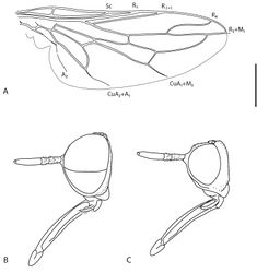 Figure 1. Iranotrichia insolita sp. n.: A. wing; B. male head, lateral; C, female head, lateral. Scale line = 0.2 mm.