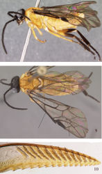 Figures 8–10. Moricella rueaensis, holotype 8 Lateral view 9 Dorsal view; left line points to position of M joining Sc+R, right line points to vein 2r 10 Lancet.