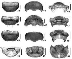 Figures 39–50. Details of Intestinarius spp., female. 39, 41, 43 tergite VIII 40, 42, 44 sternite VIII 45, 47, 49 female genitalia, posterior view 46, 48, 50 same, dorsal view 39, 40, 45, 46 Intestinarius guangdongensis 41, 42, 47, 48 Intestinarius kuzmini 43, 44, 49, 50 Intestinarius longiceps.