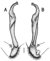 Figure 59. Orthomorpha murphyi Hoffman, 1973, ♂ holotype. A, B right gonopod, lateral and mesal views, respectively.Scale bar: 0.2 mm.