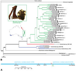 Figure 3. Molecular phylogenetic data analysed as part of this study. A, Schematic map of the mitochondrial cytochrome c oxidase subunit I–II (COI–COII) gene complex in Archaeidae and other basal Araneomorphae, showing (i) the position of primers used to amplify and sequence 1.6 kilobases of mtDNA, and (ii) the inferred stop and initiation codons for COI and COII, respectively. Note the centralised, overlapping position of the two internal sequencing primer sites (SeqF2a/SeqR1), and the TTG initiation codon for COII, present in all but one of the spider species sequenced for this study. B, Majority-rule consensus tree with re-estimated branch lengths, resulting from a combined, gene-partitioned Bayesian analysis of the COI–COII mtDNA data. Thickened branches represent clades with >95% posterior probability support, and individual support values are shown above other nodes.