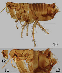 Figures 10–13. Ectinorus spiculatus sp. n., male, holotype 10 Overview 11 Head, pronotum and forecoxa 12 Enlargement of frontal tubercle (insert) 13 Terminal segments. Scale Fig. 10 = 500µ; Figs 11 and 13 = 200µ