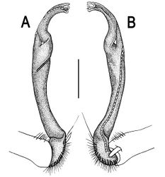 Figure 111. Orthomorpha spiniformis sp. n., ♂ holotype. A, B right gonopod, lateral and mesal views, respectively. Scale bar: 0.2 mm.