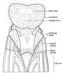 Figure 5. Detail of Zophotermes ashoki Engel and Singh, sp. n. (Tad-42), dorsal view of thorax and anterior portion of forewings (slightly reconstructed).