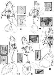 Figures 31–35. Female genitalia of Eucalantica. 31 Eucalantica polita. 32 Eucalantica powelli sp. n. (paratype) 33 Eucalantica costaricae sp. n. (paratype) 34 Eucalantica vaquero sp. n. (paratype) 35 Eucalantica icarusella sp. n. (paratype). Ductus seminalis and bulla seminalis contoured by dotted line. Asterisk = semicircular fold. Close-up boxes: a – antrum and thorny area around ostium; b – semicircular depression on eighth sternite; c – signum; d – sclerite at connection between ductus bursa and bulla seminalis.