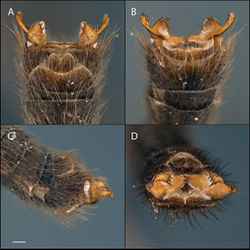 Figure 22. Acomoptera plexipus, male genitalia, images: A dorsal view [691311] B ventral view [691312] C lateral view [691313] D posterior view [691314]. Scale line = 0.1 mm.