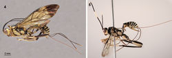 Figures 4–5. Habitus, lateral view. 4. Arotes ucumari sp. n., holotype female (Peru). 5. Arotes pammae.