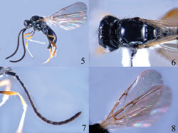 Figures 5–8. Ismarus nigritrochanter sp. n. 5 habitus, lateral view 6 head and thorax, dorsal view 7 antenna 8 fore wings.