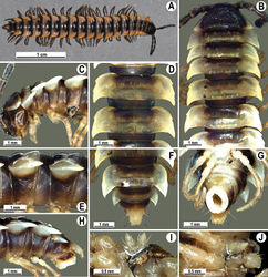 Figure 31. Orthomorpha latiterga sp. n., ♂ holotype. A habitus, live coloration B, C anterior part of body, dorsal and lateral views, respectively D, E segments 10 and 11, dorsal and lateral views, respectively F, G, H posterior part of body, dorsal, ventral and lateral views, respectively I, J sternal cones between coxae 4, subcaudal and sublateral views, respectively.