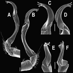 Figure 95. Orthomorpha insularis Pocock, 1895, ♂ from Thong Pha Phum. A, B right gonopod, mesal and lateral views, respectively C-F distal part of right gonopod, mesal, lateral, suboral and subcaudal views, respectively. Scale bar: 0.2 mm.