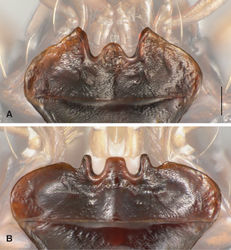 Figure 3. Menta of Bembidion (Trichoplataphus). Scale bar is 0.1 mm. Features other than the menta have been digitally faded A Bembidion ozarkense, USA: Missouri: Carter Co., Current River at Van Buren, 135m, 36.9904°N, 91.0100°W B Bembidion grandiceps, USA: Iowa: Webster Co., Des Moines River near Stratford, 275m, 42.3101°N, 93.9371°W, voucher DNA1689.