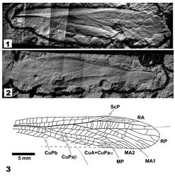 Figures 1–3. Nobloedischia rasnitsyni gen. et sp. n. 1. Holotype specimen, part, OSU826a. Forewing in dorsal aspect 2. Holotype specimen, counterpart, OSU826b. Forewing in ventral aspect 3. Venation reconstruction and notation following Béthoux and Nel 2002[1]. Photographs and drawing to same scale; scale bar 5 mm.