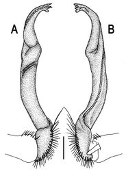 Figure 108. Orthomorpha similanensis sp. n., ♂ holotype. A, B right gonopod, lateral and mesal views, respectively.Scale bar: 0.2 mm.