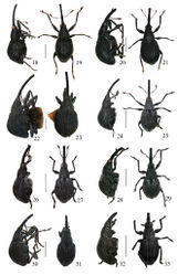 Figures 18–33. Types of Pseudaspidapion, Aspidapion and Harpapion, in lateral and dorsal views 18–19 Aspidapion panfilovi Korotyaev, 1985, female holotype 20–21 Pseudaspidapion zagulajevi (Korotyaev, 1987), female paratype 22–23 Pseudaspidapion kryzhanovskii (Korotyaev, 1987), female paratype 24–25 Pseudaspidapion yunnanicum (Korotyaev, 1985), female holotype 26–27 Pseudaspidapion topali (Korotyaev, 1985), male paratype 28–29 Pseudaspidapion medvedevi (Korotyaev, 1985), male holotype 30–31 Harpapion coelebs (Korotyaev, 1987), male paratype 32–33 Harpapion vietnamense (Korotyaev, 1987), male holotype. Scales: 18–33: 1000 μm.