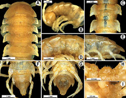 Figure 112. Orthomorpha butteli Carl, 1922, ♂ holotype of Orthomorpha consocius Chamberlin, 1945. A, B anterior part of body, dorsal and lateral views, respectively C, D segments 10 and 11, dorsal and lateral views, respectively E-G posterior part of body, lateral, dorsal and ventral views, respectively H, I sternal cones between coxae 4, subcaudal and sublateral views, respectively.