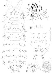 Figure 4. Ectonura barrai sp. n.; A dorsal chaetotaxy (tubercles not represented except on Abd. IV-V; x, chaeta Di2 absent unilaterally on Th. III) B Ant. III-IV dorsal side C ventral chaetotaxy of abdomen D Furcal rest E male genital plate.