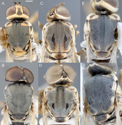 Figure 5. Heteromphrale spp.: Heteromphrale blanca sp. n.: A female thorax, dorsal view 579911 B male thorax, dorsal view 579919; Heteromphrale chilensis (Kröber): C female thorax, dorsal view 579923 D male thorax, dorsal view 579929; Heteromphrale cyanops (Edwards): E female thorax, dorsal view 579933 F male thorax, dorsal view morphbank 579939. Scale line = 0.25 mm.