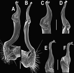 Figure 5. Orthomorpha coarctata (De Saussure, 1860), ♂ from Chulalongkorn University campus. A, B right gonopod, mesal and lateral views, respectively C-F distal part of right gonopod, mesal, lateral, subcaudal and suboral views, respectively. Scale bar: 0.2 mm.