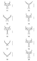 Figures 11–20. Metendosternites of 11 Aphelochroa sp. 12 Caridopus sp. 13 Dozocolletus discophorus 14 Gyponyx sp. 15 Languropilus fortipes 16 Neorthrius sp. 17 Nonalatus brevis 18 Orthrius sepulcralis 19 Pseudoastigmus pygidialis 20 Xenorthrius loricus. Scale bars 0.5mm.