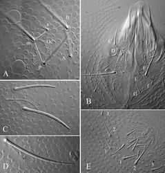 Figure 5. Ectonura barrai sp. n.; A ocular plate B Labium C chaetal group De on Th. III (without the De3 microchaeta) D macrochaeta DL on Abd. I E male genital plate.