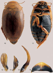 Figures 10–15. Laccoporus nigritulus male 10 habitus, dorsal view 11 habitus, ventral view 12 left paramere 13 right paramere 14 median lobe of aedeagus, lateral view 15 ventral view of 6th ventrite.