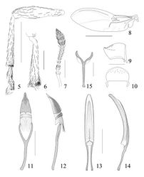 Figures 5–15. Pseudaspidapion botanicum Alonso-Zarazaga & Wang, sp. n., male paratype 5 front leg 6 hind tibia 7 antenna 8 hind wing 9 pygidium, lateral view 10 pygidium, dorsal view 11 tegmen, dorsal view 12 tegmen, lateral view 13 penis, dorsal view 14 penis, lateral view 15 spiculum gastrale. Scales: 5: 500 μm; 6–7, 9–15: 200 μm; 8: 1000 μm.