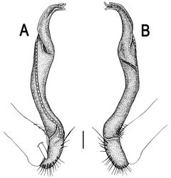 Figure 105. Orthomorpha subelevata sp. n., ♂ holotype. A, B left gonopod, mesal and lateral views, respectively.Scale bar: 0.2 mm.