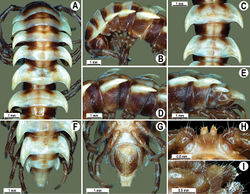 Figure 64. Orthomorpha pterygota Golovatch, 1998, ♂ holotype. A, B anterior part of body, dorsal and lateral views, respectively C, D segments 10 and 11, dorsal and lateral views, respectively E–G posterior part of body, lateral, dorsal and ventral views, respectively H, I sternal cones between coxae 4, subcaudal and sublateral views, respectively.