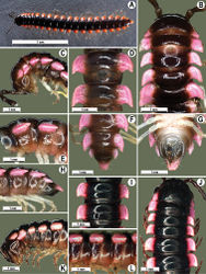 Figure 11. Orthomorpha picturata sp. n., ♂ holotype (B–H) and ♀ paratype (A, I–L). A habitus, live coloration B, C, J, K anterior part of body, dorsal, lateral, dorsal and lateral views, respectively D, E, I, J segments 10 and 11, dorsal, lateral, dorsal and lateral views, respectively F-H posterior part of body, dorsal, ventral and lateral views, respectively.