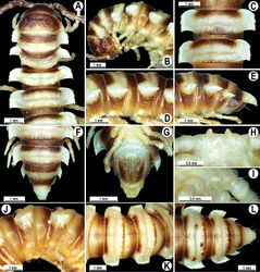 Figure 34. Orthomorpha suberecta sp. n., ♂ holotype (A-I), ♀ paratype (J–L). A, B anterior part of body, dorsal and lateral views, respectively C, D, J, K segments 10 and 11, dorsal, lateral, lateral and dorsal views, respectively E-G, L posterior part of body, lateral, dorsal, ventral and dorsal views, respectively H, I sternal cones between coxae 4, subcaudal and sublateral views, respectively.
