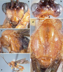 ' Figure 14.' Crassomicrodus pallens. Female a anterior view of head, arrows indicate a median pyramidal-shaped elevation with two weakly defined tubercles b dorsal view of head c lateral view of mesosoma d dorsal view of mesosoma e female habitus.