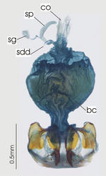 Figure 23. Female reproductive tract, ventral view. Platysmodes gambeyi, bc. bursa copulatrix, co. common oviduct, spermatheca digitiform diverticula sg. spermatheca gland, sp. spermatheca.