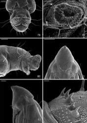 Figures 78–83. Late tissue feeding instar larva and pupa of Macrosaccus robiniella. 78–80 Larva 78 Abdominal segments 9, 10, ventral view 79 Anal proleg 80 Abdominal segments 9, 10, lateral view. 81–83 Pupa 81 Head, ventral view 82 Lateral view 83 Anterior row of dorsal abdominal spines. (Scale lengths in parentheses).