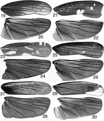 Figures 19–30. Mileewinae, wings 19–20 Makilingia sp. (Thailand), fore- and hind wing 21–22 same, Mileewa margheritae 23–24 same, Tinteromus sp. (Colombia) 25–26 same, Amahuaka sp. (Mexico) 27–28 Tungurahuala acuminata 29–30 same, Ilyapa viridis.