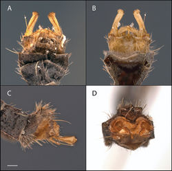 Figure 4. Acomoptera difficilis, male genitalia, images: A dorsal view [691256] B ventral view [691257] C lateral view [691258] D posterior view [691259]. Scale line = 0.1 mm.