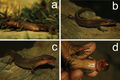 Thumbnail for version as of 15:30, 20 June 2011
