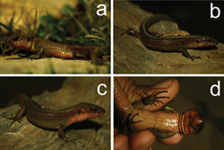 Figure 1. Euspondylus chasqui, new species, from southeastern Peru. Holotype male (CORBIDI 06963, a); female (CORBIDI 06961, b); and male (CORBIDI 06969, c, d).